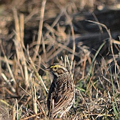 Savanna Sparrow, Anahoac N.W.R. Texas